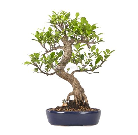 Exclusive Bonsai Our Bonsai Selection