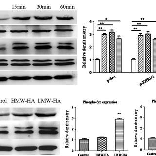 Effects Of Hmw Ha And Lmw Ha On Lec Proliferation Svec Cells Were