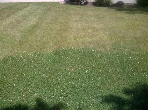 Microclover Lawn Seed