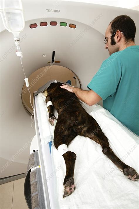 What Does A Ct Scan Show For Dogs