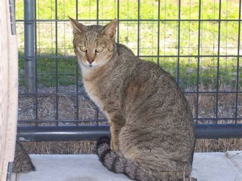 Bobcat Hybrid