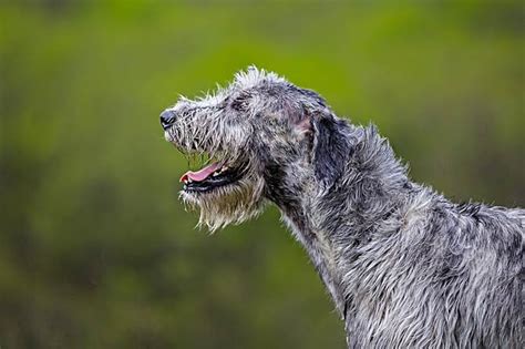 Can A Single Irish Wolfhound Kill A Wolf By Itself