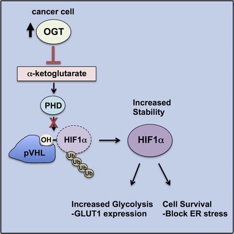 O Glcnacylation Regulates Cancer Metabolism And Survival Stress