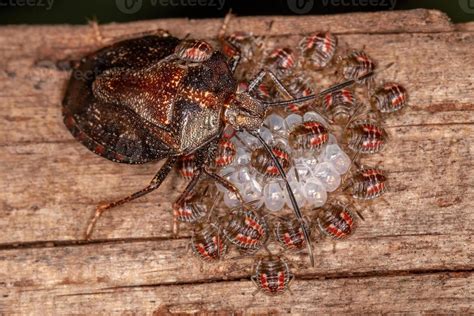 Adult Female Stink Bug Stock Photo At Vecteezy