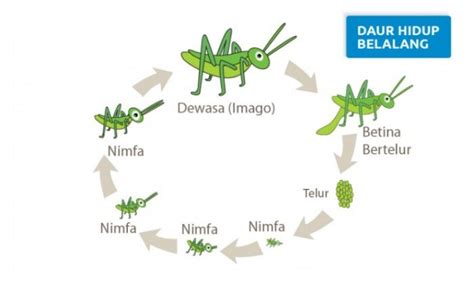 Metamorfosis Belalang Siklus Hidup Belalang Dan Penjelasannya Riset - Riset