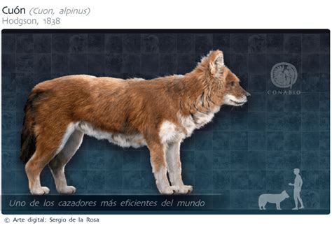 El Cuón Dole o Perro Rojo es un cánido que habitó Norteamérica