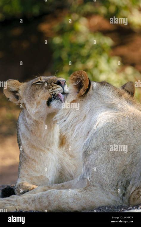 Lion Panthera Leo Grooming Each Other Botswana Stock Photo Alamy