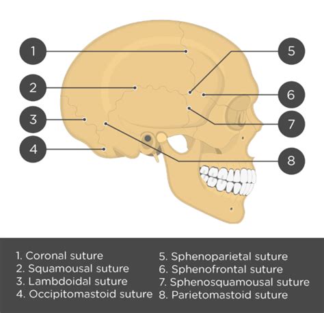 Major sutures of the skull: labeled diagram | GetBodySmart