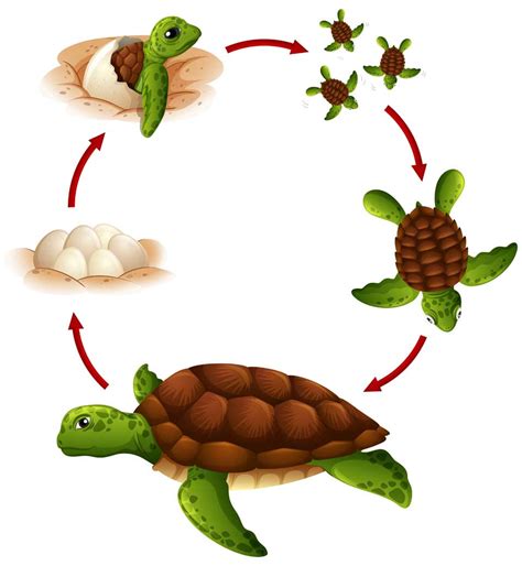 Ciclo De Vida De Animais - Ciclo De Vida Dos Animais - ZULEDU