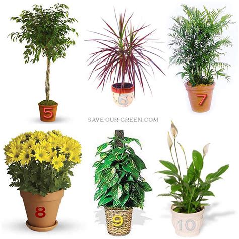 15 House Plants To Reduce Pollution Save Our Green