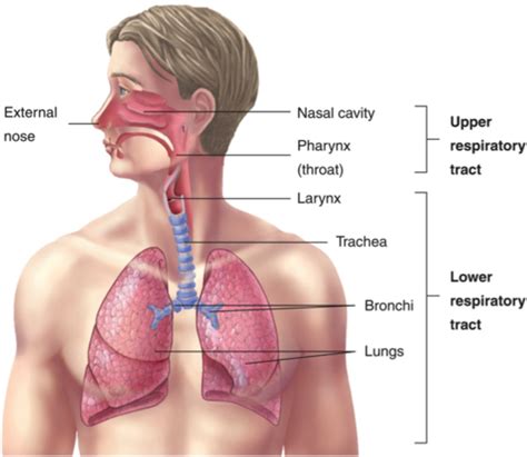 Lower Airway Flashcards Quizlet