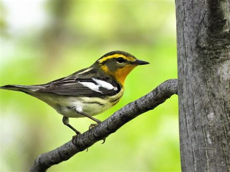 Female Blackburnian Warbler Joan Scharf Flickr