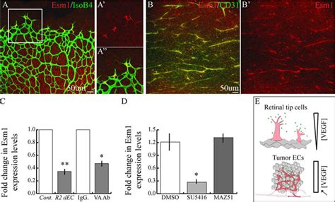 Esm Modulates Endothelial Tip Cell Behavior And Vascular Permeability