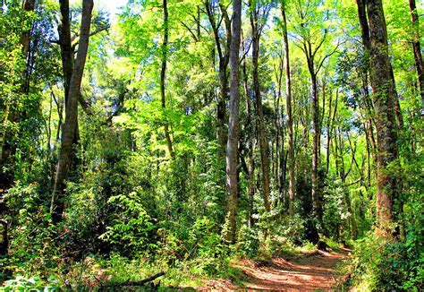 Fondo De Conservación Y Manejo Sustentable Del Bosque Nativo Ofrece Más