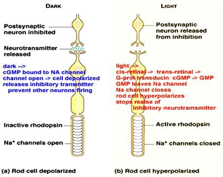 Cgmp