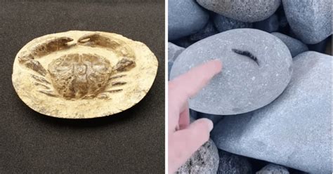 How To Tell If Theres A Fossil Inside A Rock Expert Tips Rock Seeker