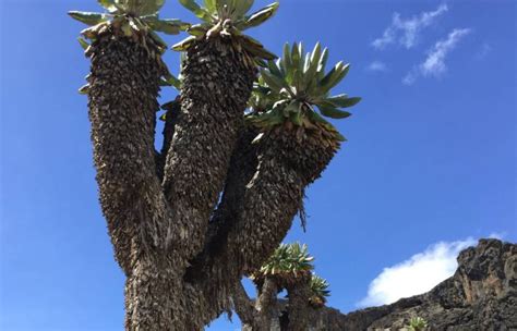 Kilimanjaro Trek Umbwe Route Kili Treks Tanzania