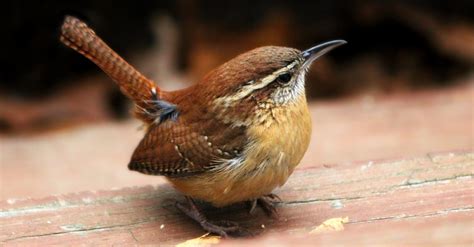 Carolina Wren Watercolor Painting Art Collectibles Etna Pe