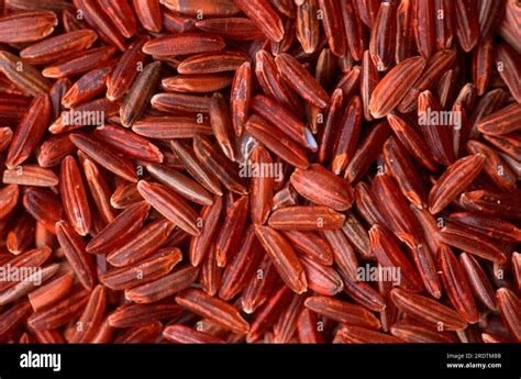 Wild Rice Zizania Palustris Stock Photo Alamy