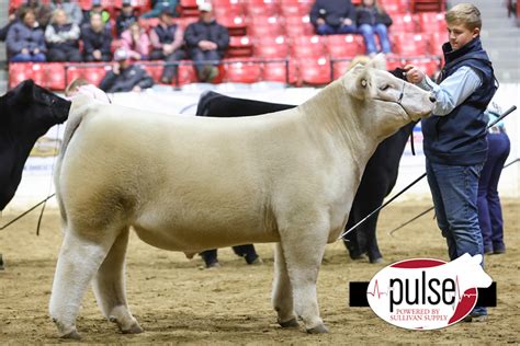 Ohio Beef Expo Top 5 Crossbred Steers The Pulse