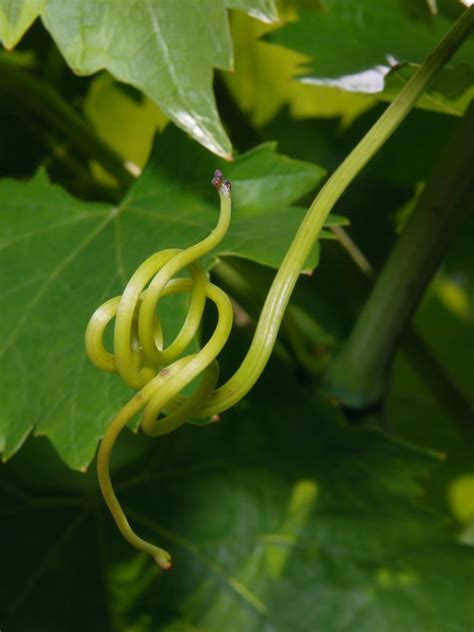 Vitis Vinifera Subsp Vinifera