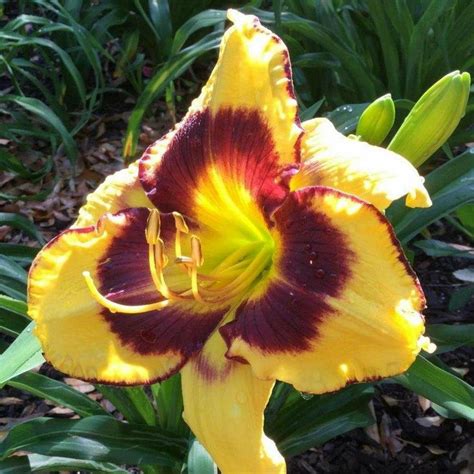 Hemerocallis Calico Jack Hemerocalle Calico Jack Pot 1 L Truffaut