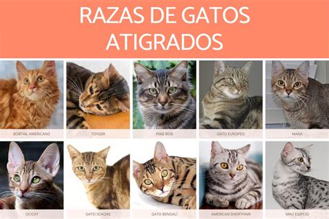 10 RAZAS De GATOS ATIGRADOS