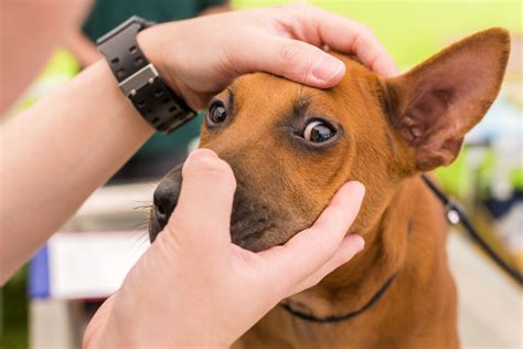 Red Eyes Squinting And Other Dog Eye Problems Oakland Veterinary