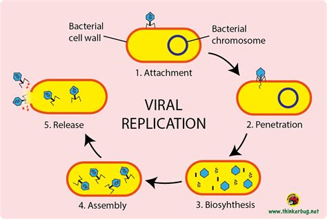 Virogenesis The Story Of Lifes Not So Distant Cousin