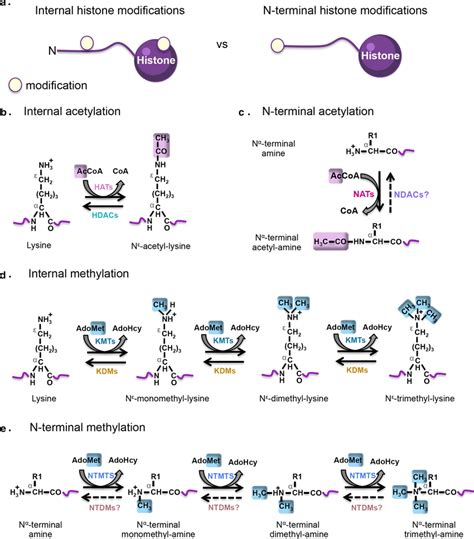 Comparison Of Internal Vs N Terminal Histone Modifications A Internal