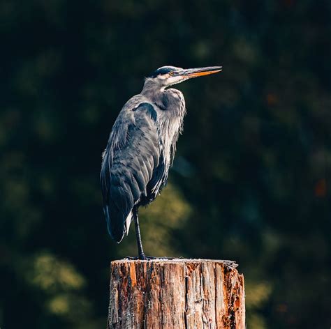 Close-Up Shot of a Great Blue Heron · Free Stock Photo