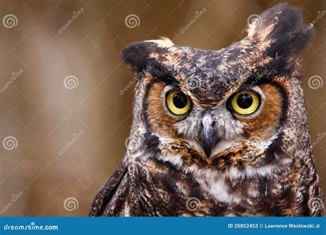 Great Horned Owl Stock Photography CartoonDealer 19207880