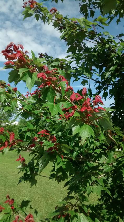 The 'Florida Flame' Red Maple Makes a Colorful Addition to the Landscape - UF/IFAS Extension ...