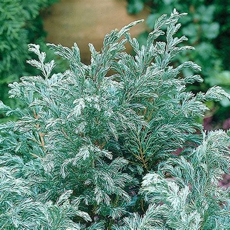 Chamaecyparis Pisifera Boulevard White Flower Farm