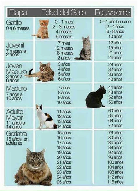 Edad De Un Gato Gatos Edad De Gatos Gatos Y Perros Lindos