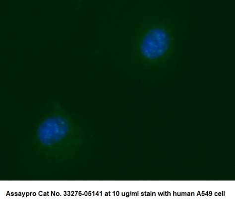 Human Centromere Protein B CENP B AssayLite Antibody FITC Conjugate