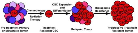 Clinical Implications Of The Csc Model Systemic Chemotherapy And