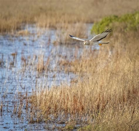 Owl Flying Photos, Download The BEST Free Owl Flying Stock Photos & HD ...