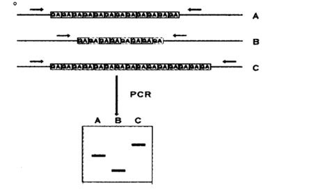 分子标记全球百科