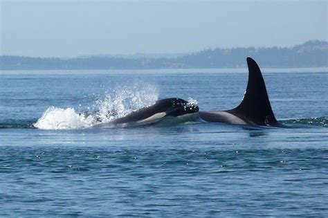 Paddle with orca whales! Join San Juan Kayak Expeditions for a guided ...