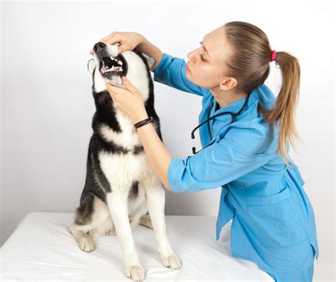 Zubarka za ljubimce: Zubi muče male pse - Pet Magazine