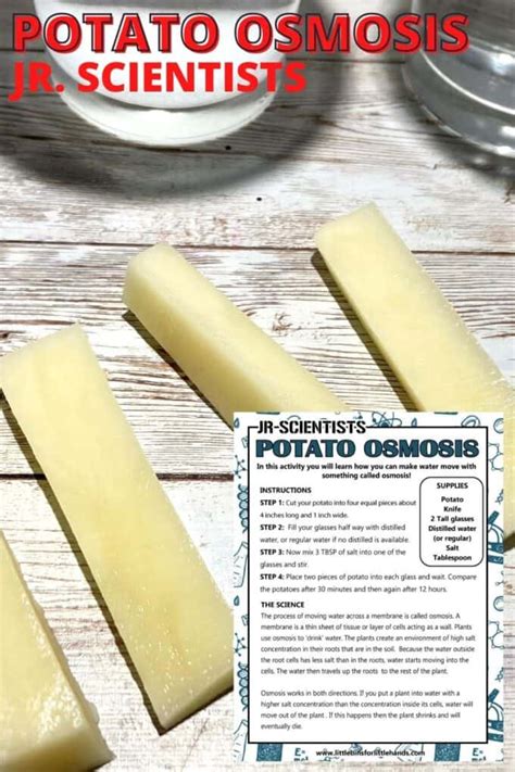 Potato Osmosis Lab | Little Bins for Little Hands