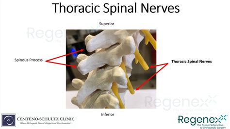 Thoracic Spine Anatomy - Exploring Parts And Functions