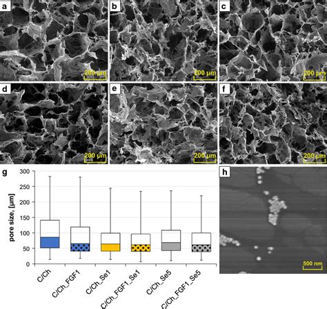 SEM images of all prepared crosslinked collagen sponges with various ... 