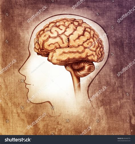 Human Brain Medical Schematic Simplified Illustration Painting