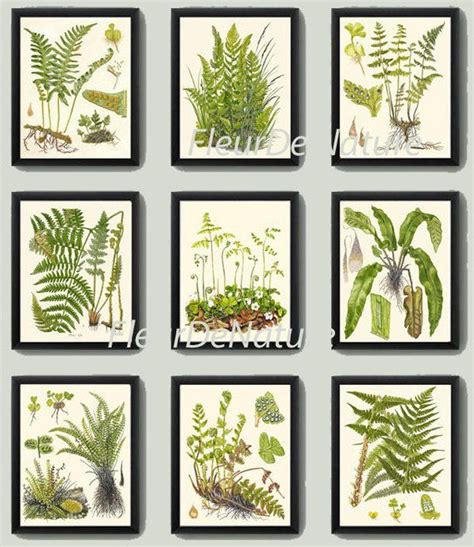 FERN Print SET Of 9 Botanical Art Print Lindman Antique Green Ferns