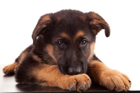 German Shepherd Puppy Care | MySweetPuppy.net