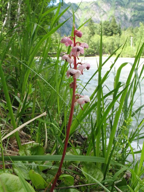 Pyrola Incarnata Изображение особи Плантариум