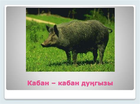 Кыргый хайваннар (дикие животные) - презентация онлайн
