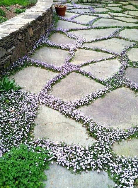 How To Plant Creeping Thyme Between Pavers Flowering Ground Cover